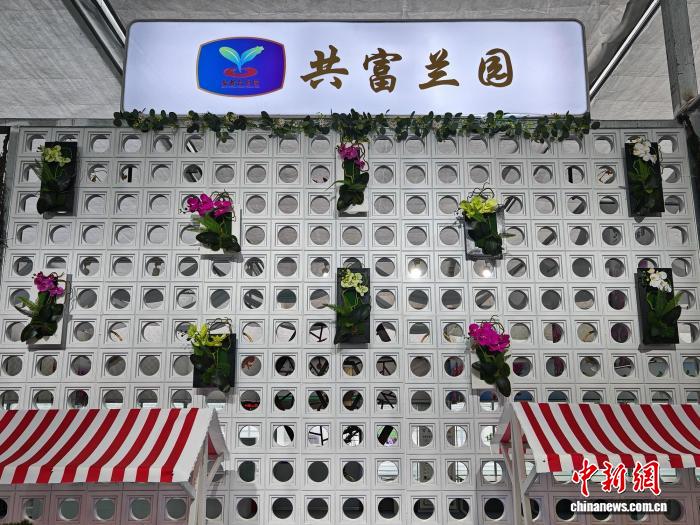 （新春走基层）盐城盐都：此处兰花香，开在“共富”路