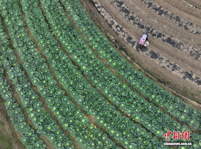 广西南宁民众抢抓农时开展春耕春管作业