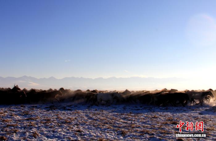 东西问｜马合木提·阿布都外力：新疆马文化何以实证中原与西域的交融史？