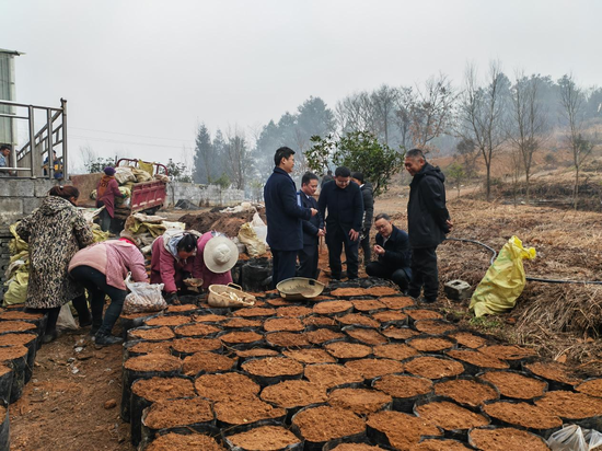 工行毕节大方支行工作人员到大方县天麻种植基地进行调研