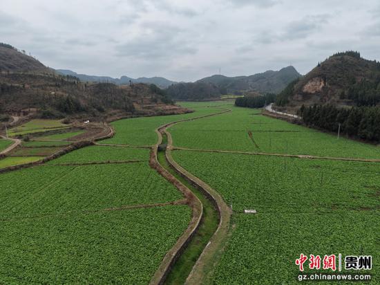 岑巩县羊桥土家族乡祝坝村宽帮青菜种植基地。唐鹏 摄