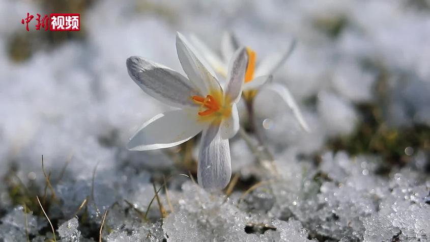 新疆：白番红花顶冰绽放