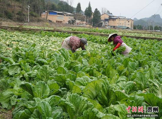 村民在采收青菜。周燕 摄