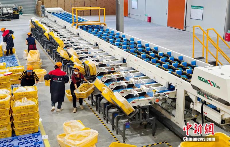 图为广西融安蚂蚁农业发展有限公司“大桔已定超级工厂”内，AI分拣线正在工作。谭凯兴 摄