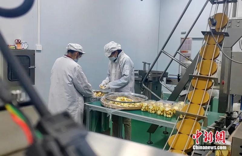 图为工人正在打包金桔冻干片。陈梅 摄