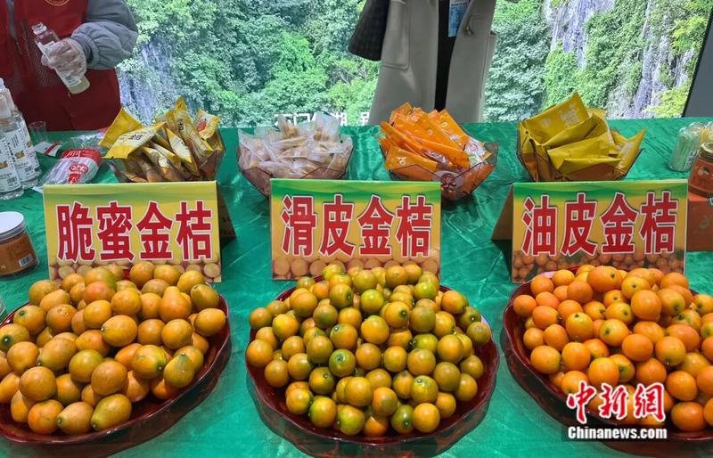图为从左往右依次为脆蜜金桔、滑皮金桔、油皮金桔。陈梅 摄
