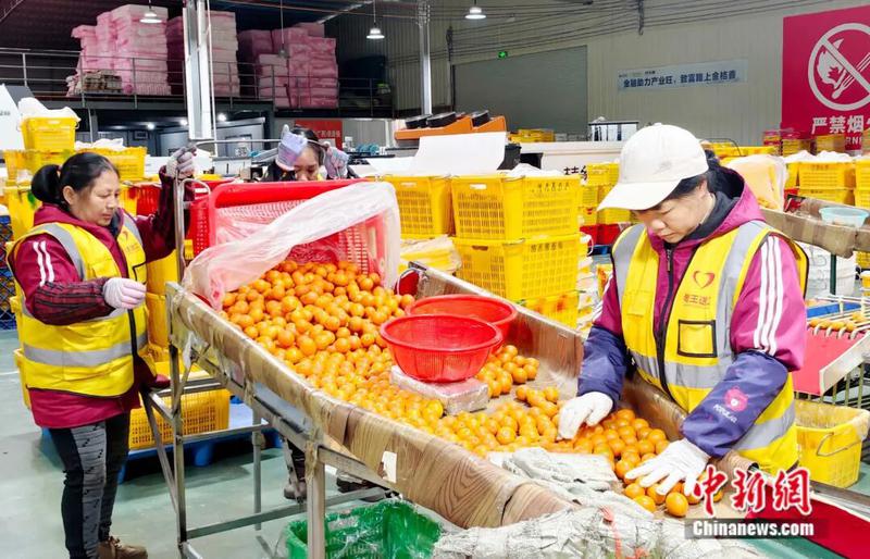 图为在广西柳州市融安县，工人们正在分拣融安金桔。谭凯兴 摄