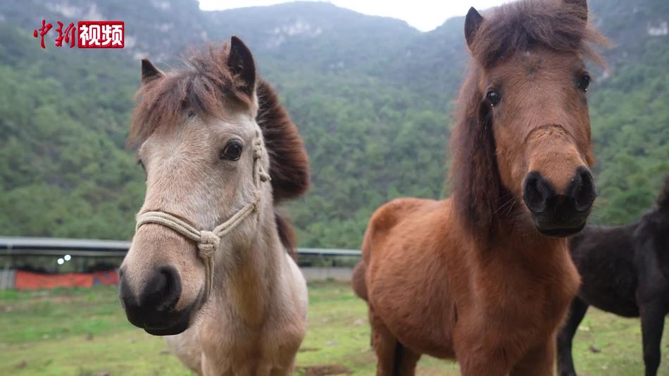 【马年说马】从卖力到卖萌 “马中大熊猫”再迎高光时刻