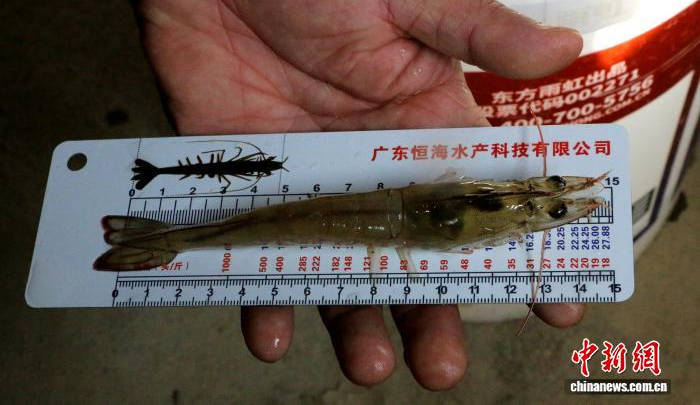 新疆新星市首批南美白对虾上市