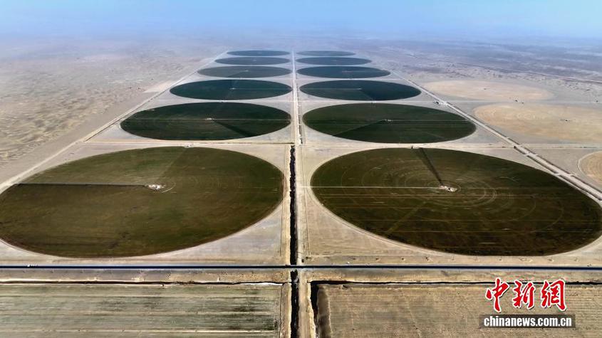 新疆南部沙漠现“绿色圆盘”