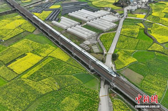 动车组列车驶过贵州遵义油菜花田