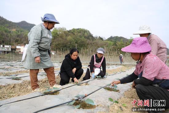农技人员正在进行技术指导