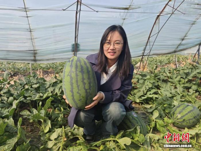 朱迎春：想让新疆的瓜“全年无休”