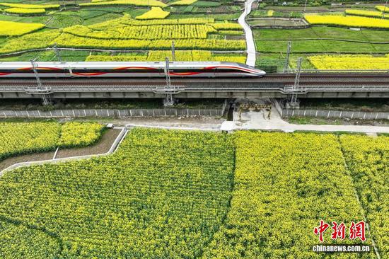 3月5日，动车组列车从渝贵铁路贵州省遵义市汇川区板桥镇境内的油菜花田旁驶过。随着气温回升，汇川区境内的油菜花竞相绽放，田间春意盎然。（无人机照片）