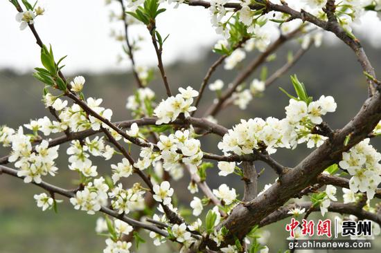 盛开的蜂糖李花。