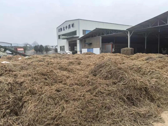 烘干后的前胡打包待外销