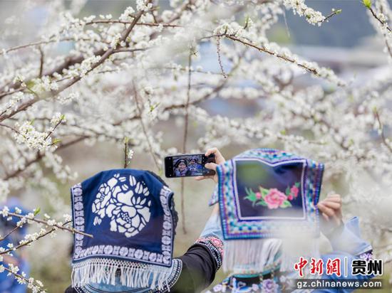 人们在罗甸县罗悃镇响水村蜂糖李种植基地赏花拍照