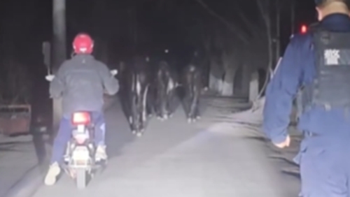 新疆乌恰：牧民丢10头毛驴 民警深夜搜寻5小时找到