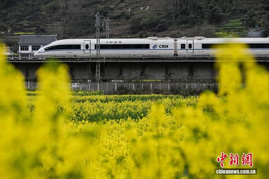 3月5日，动车组列车从渝贵铁路贵州省遵义市汇川区板桥镇境内的油菜花田旁驶过。随着气温回升，汇川区境内的油菜花竞相绽放，田间春意盎然。