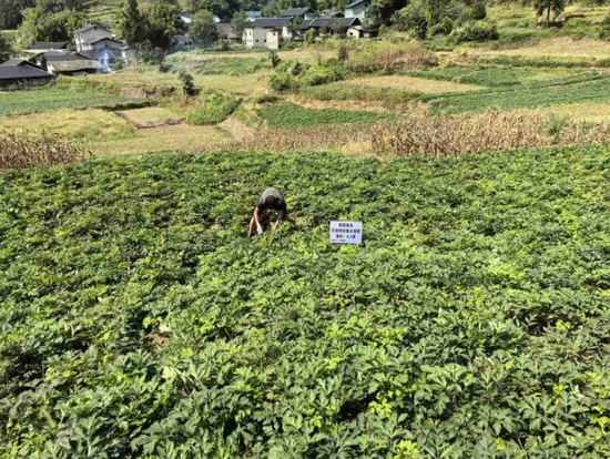 农户在前胡种植基地除草