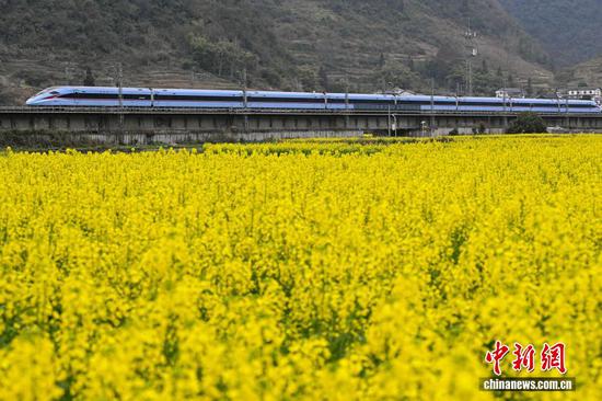 3月5日，动车组列车从渝贵铁路贵州省遵义市汇川区板桥镇境内的油菜花田旁驶过。随着气温回升，汇川区境内的油菜花竞相绽放，田间春意盎然。