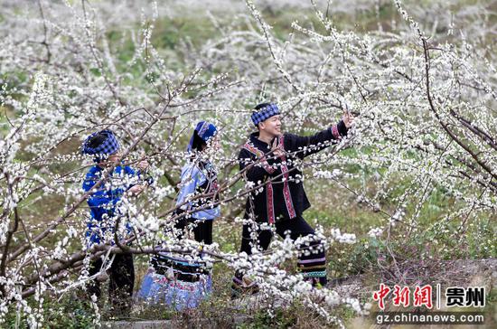 人们在罗甸县罗悃镇响水村蜂糖李种植基地赏花拍照