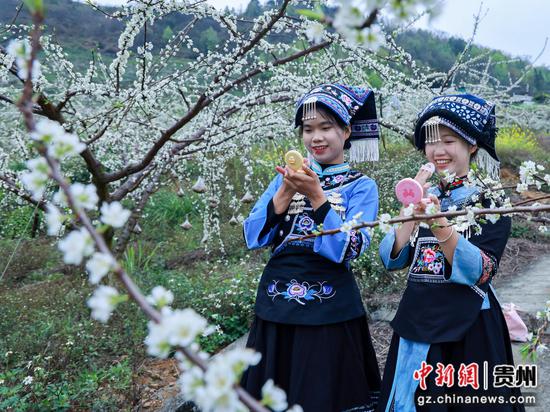 人们在罗甸县罗悃镇响水村蜂糖李种植基地赏花拍照