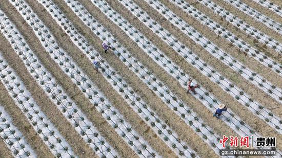 群众正在搭架子