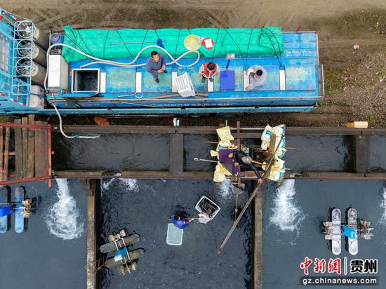 中华鲟捕捞现场。周磊摄