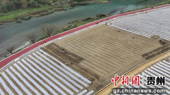 沫阳镇沫阳村蔬菜种植坝区一角