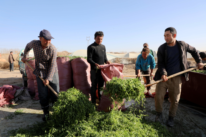 莎车县：千亩苜蓿迎丰收 田间地头采收忙