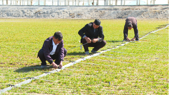 技术人员在田间为农户提供技术指导。（资料图）疏勒县融媒体中心 记者阿卜力克木·阿西木 摄e