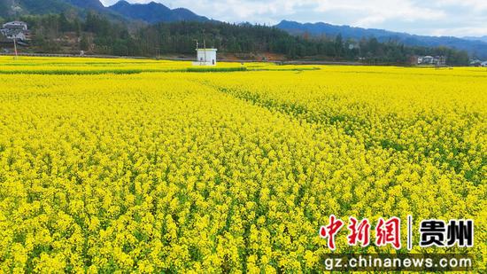 剑河县南明大坝油菜花海。熊兴富 摄