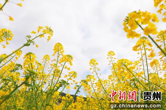 剑河县南明大坝的盛开的油菜花。杨洁茹 摄