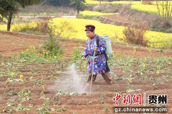 村民在喷药除草。程雪华 摄