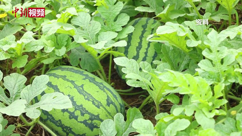 朱迎春：在新疆发展西瓜产业大有可为