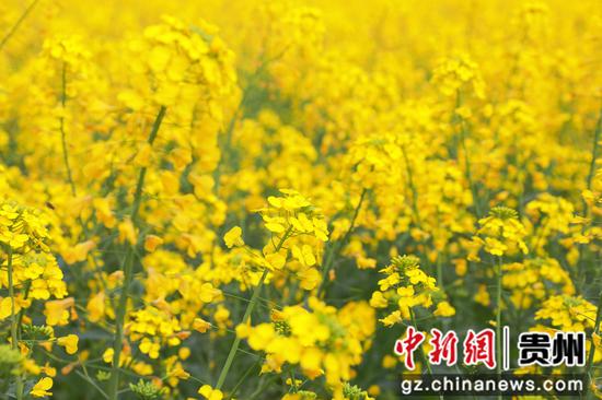 剑河县南明大坝的盛开的油菜花。杨洁茹 摄