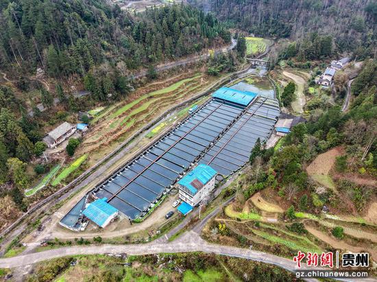 中华鲟捕捞现场。周磊摄