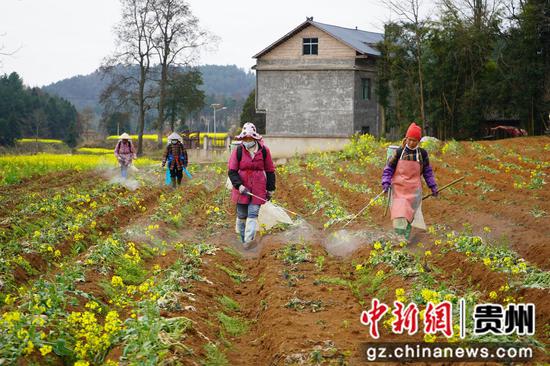 岑巩县客楼镇白家坝村百合种植基地，村民在喷药除草。周燕 摄