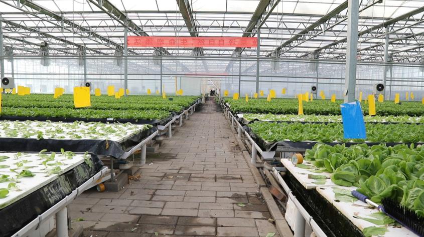 察布查尔县：智能大棚用科技“种”出致富新路径