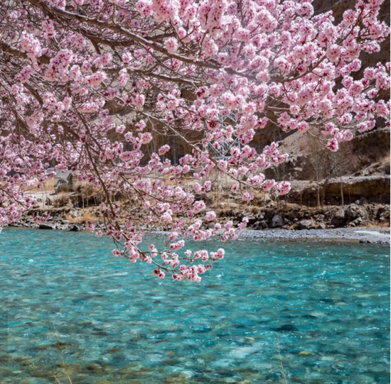 帕米尔高原的杏花。图片来源：新疆是个好地方e