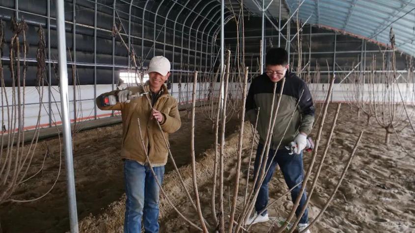 叶城县365座温室“种”出就业新岗位