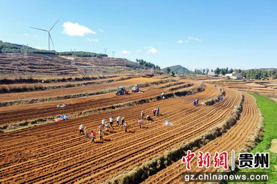 图为3月4日，航拍么站镇平原村威宁县晟瑞生态种养殖专业合作社的马铃薯种植基地内，马铃薯种植如火如荼。陈逍 摄