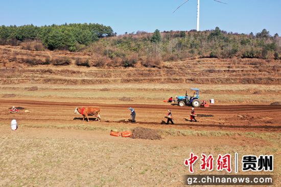 图为3月2日，在盐仓镇马铃薯种植大户高艳的家庭农场里，传统的劳作与现代机械同耕。陈逍 摄