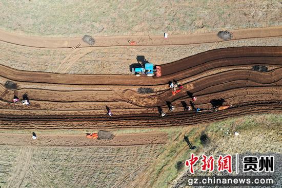 图为3月2日，在盐仓镇马铃薯种植大户高艳的家庭农场里，马铃薯播种热火朝天。陈逍 摄
