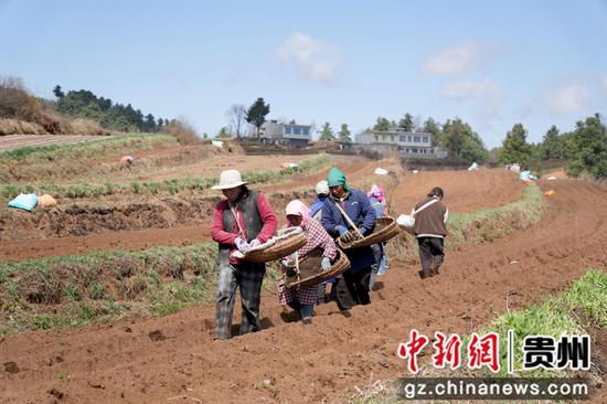 图为3月4日，在么站镇平原村威宁县晟瑞生态种养殖专业合作社的马铃薯种植基地，务工群众分工协作、配合默契，忙着播种马铃薯。陈逍 摄