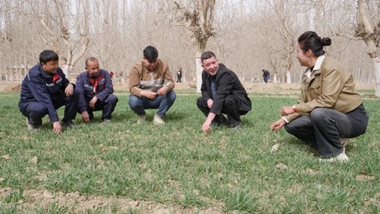 叶城县全面启动冬小麦春灌 多部门联动保丰收