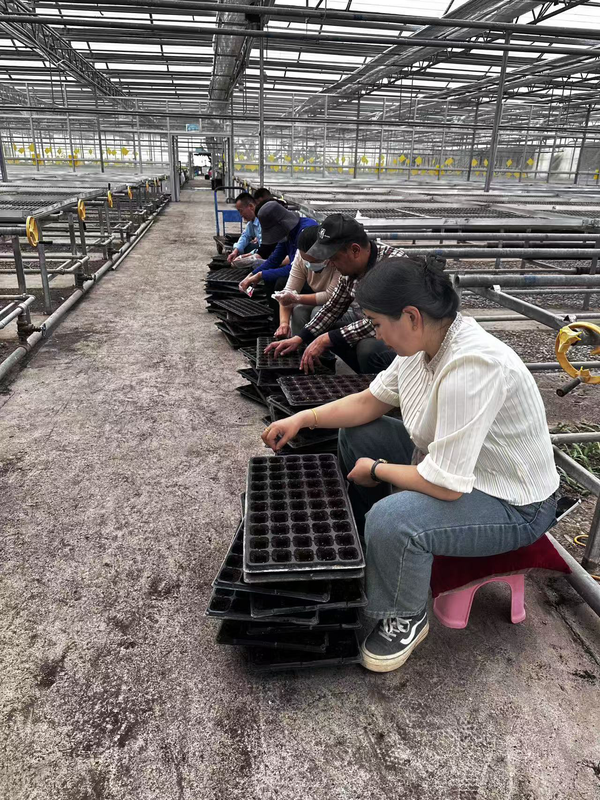 图为：技术员们在育苗