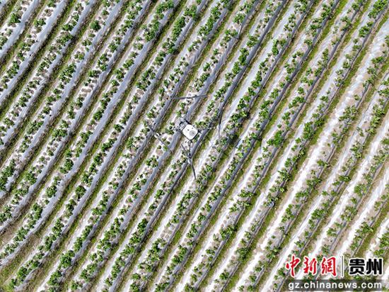 图为贵州省荔波县小七孔镇和平村马铃薯基地内，正在开展植保无人机“飞防”作业。蒙冯力 摄