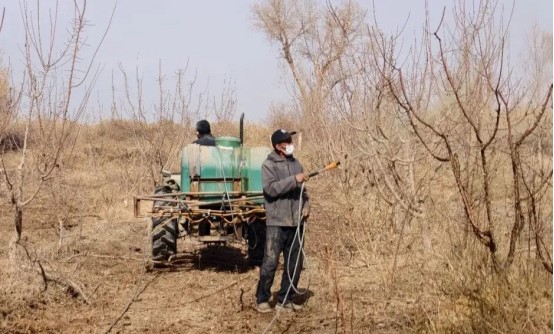尉犁县喀尔曲尕乡琼买里村：春季清园为小白杏丰收打牢基础